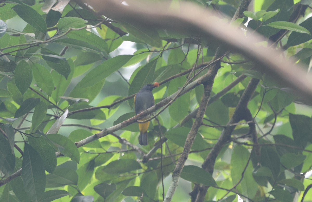 Gray-bellied Bulbul - ML627724083