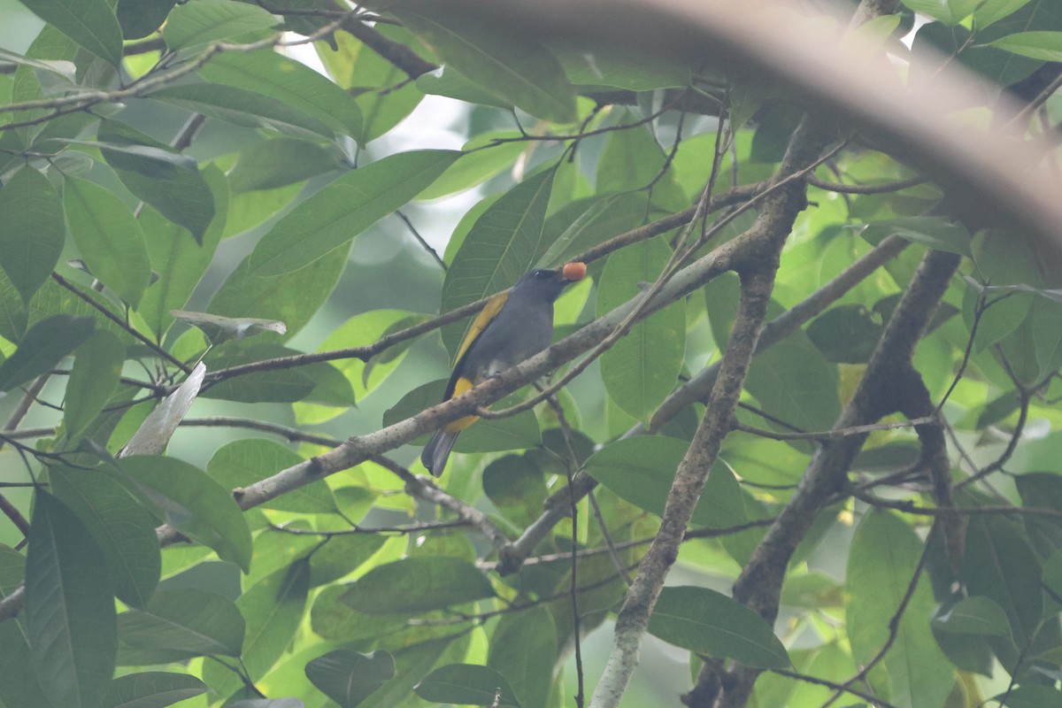 Gray-bellied Bulbul - ML627724089