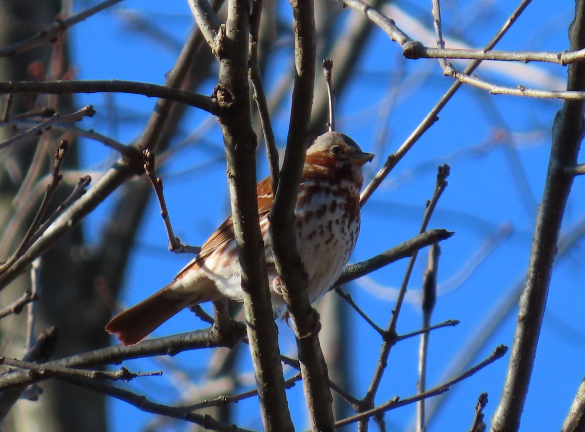 Fox Sparrow - ML627724090