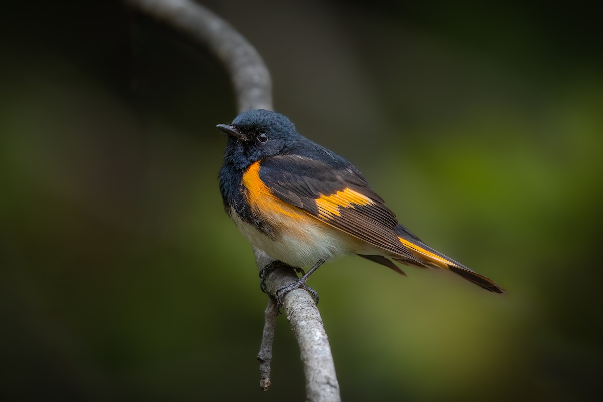 American Redstart - ML627724125