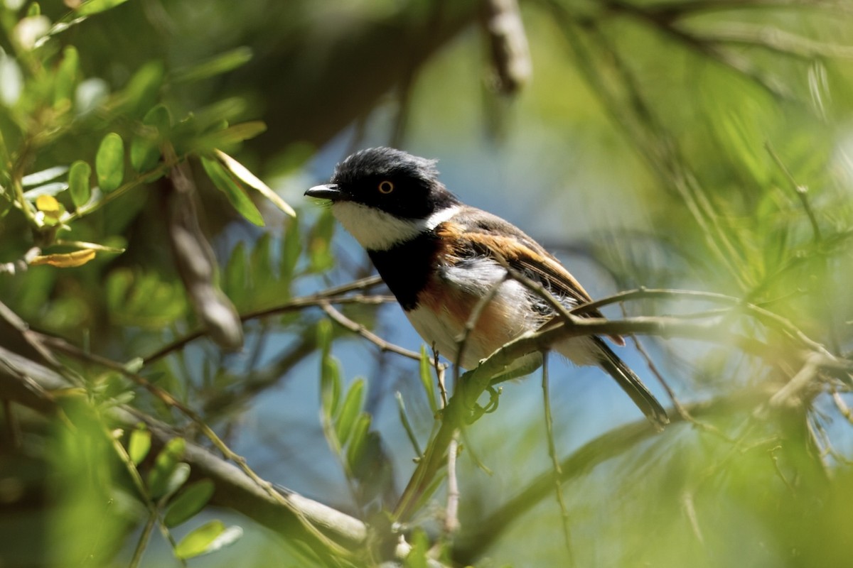 Приріт рудокрилий (підвид capensis) - ML627724206