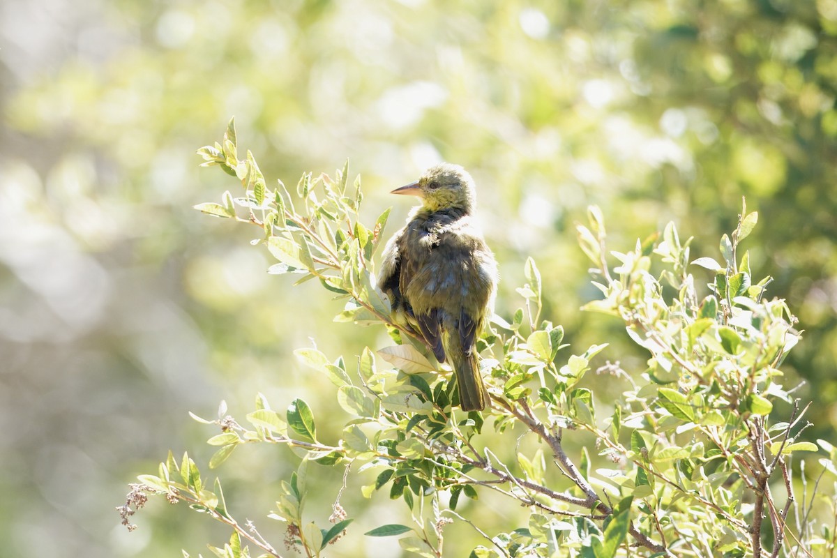 Cape Weaver - ML627724228