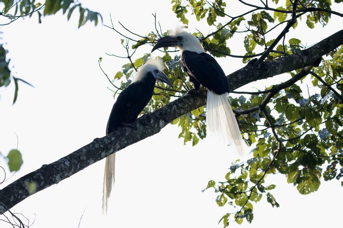 Cálao Cabeciblanco - ML627724236