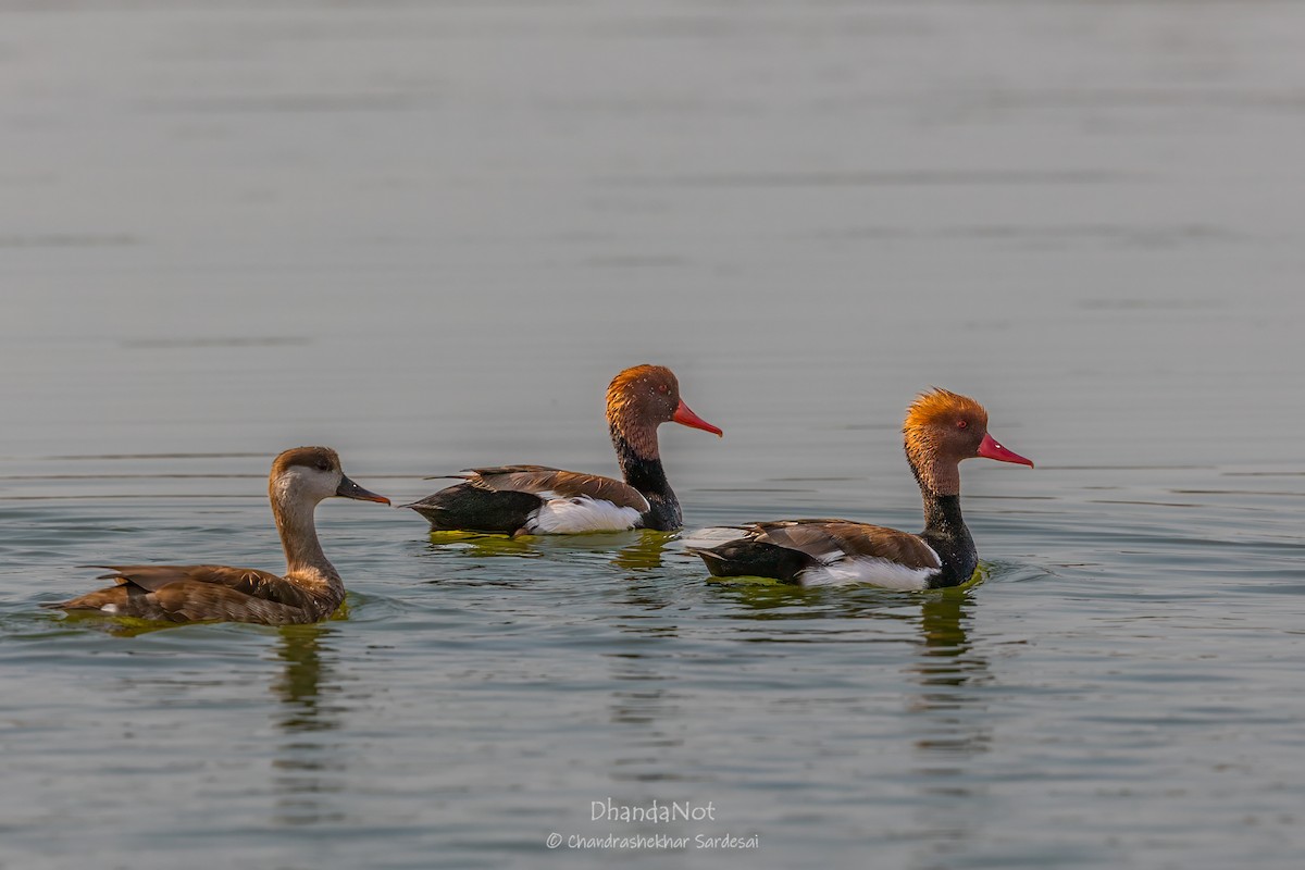 Red-crested Pochard - ML627724266