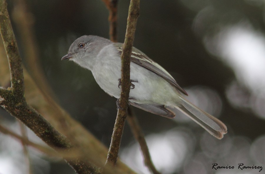 Gray-headed Elaenia - ML627724324