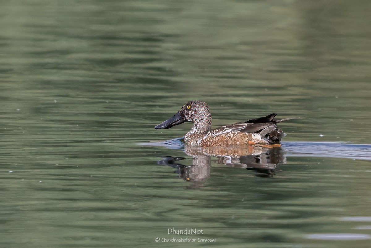 Northern Shoveler - ML627724538