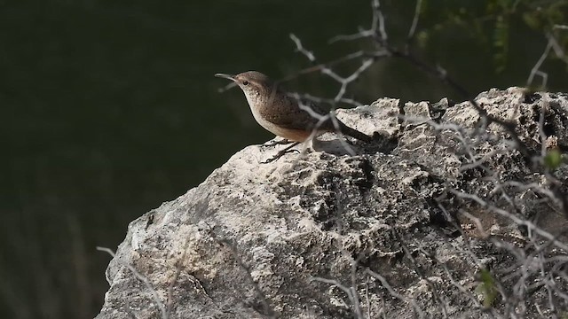 Rock Wren - ML627724549