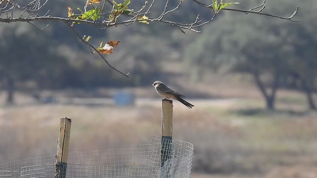 Say's Phoebe - ML627724561