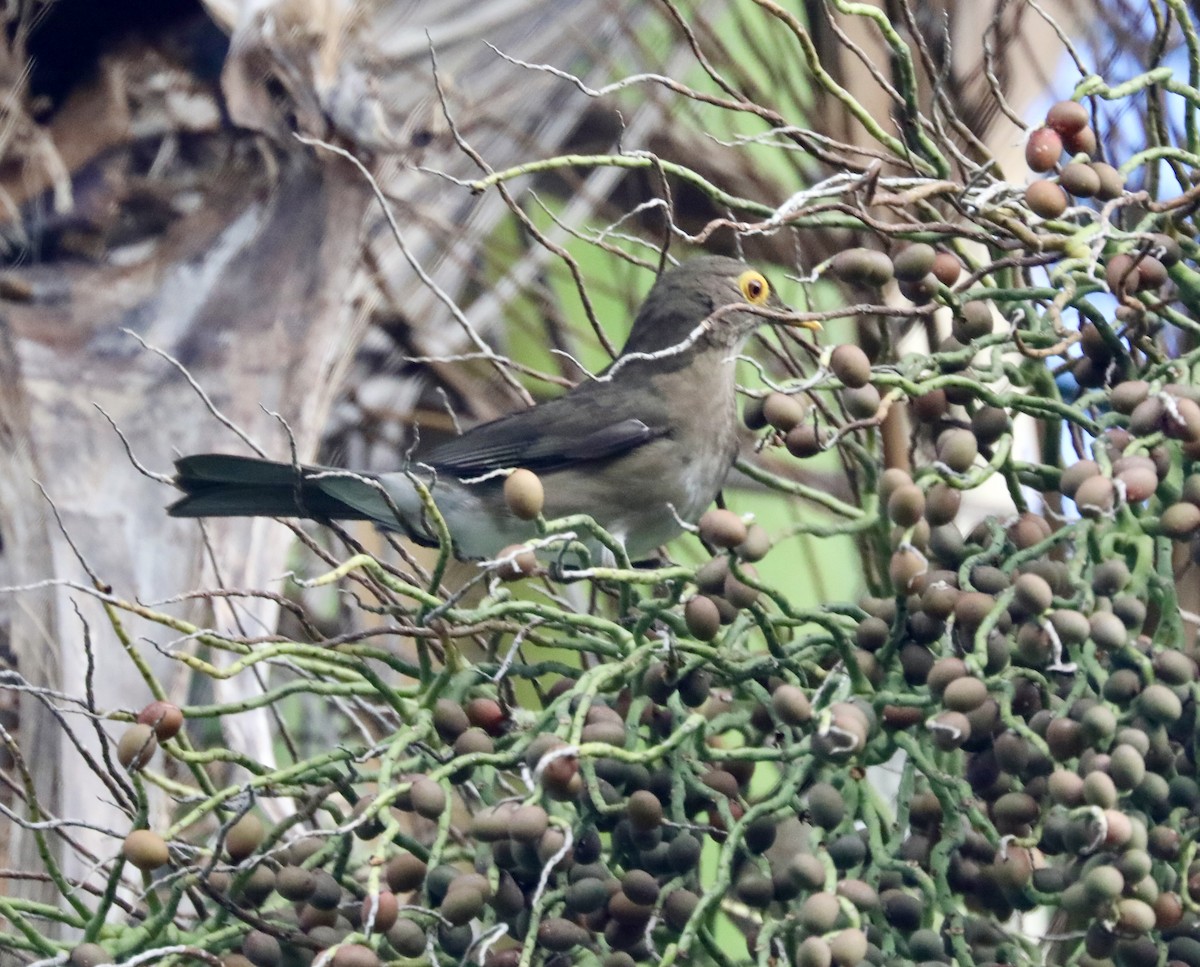 Spectacled Thrush - ML627724575