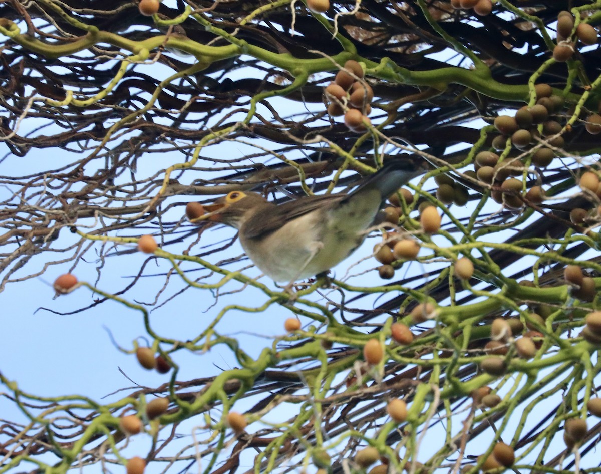 Spectacled Thrush - ML627724582