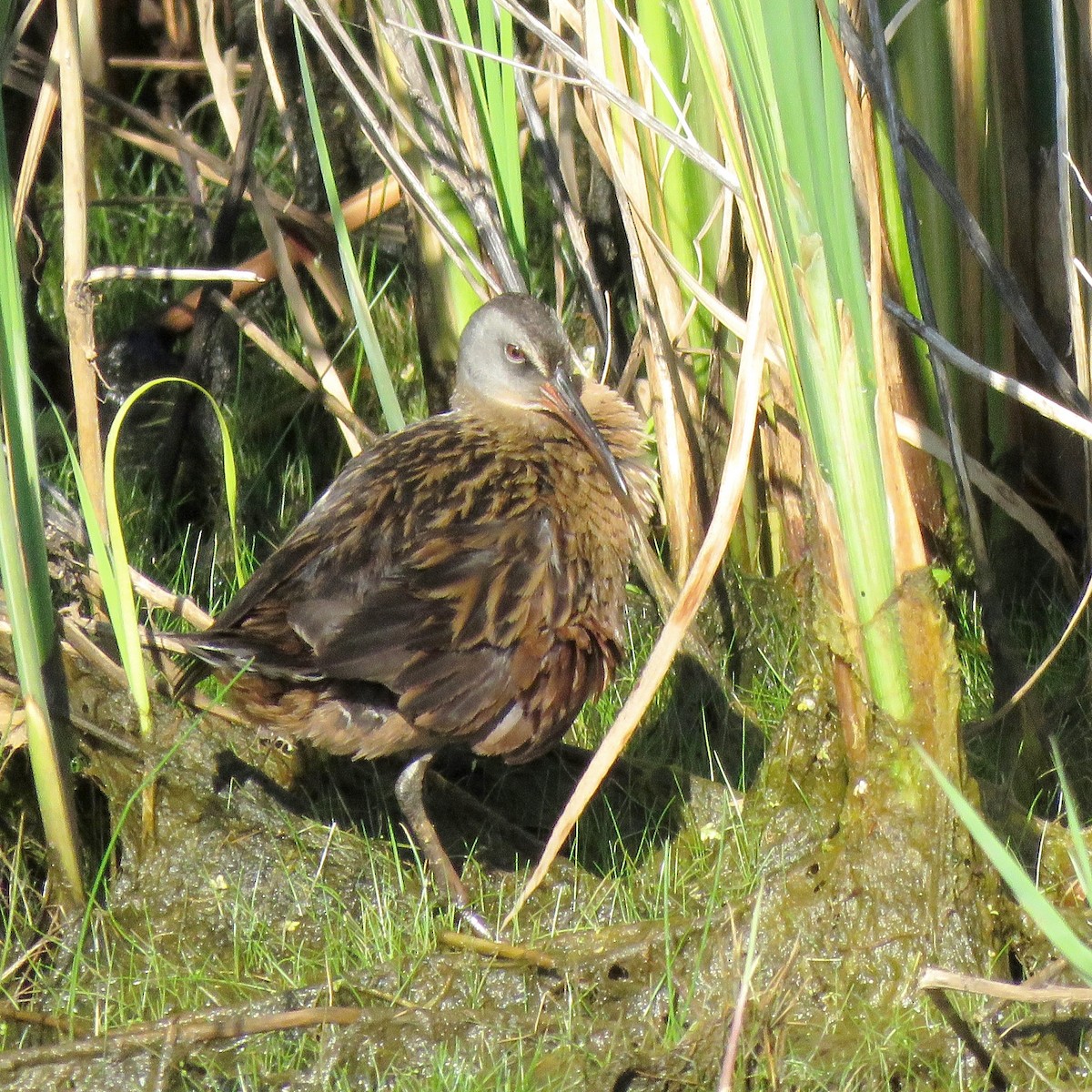 Virginia Rail - ML627724598