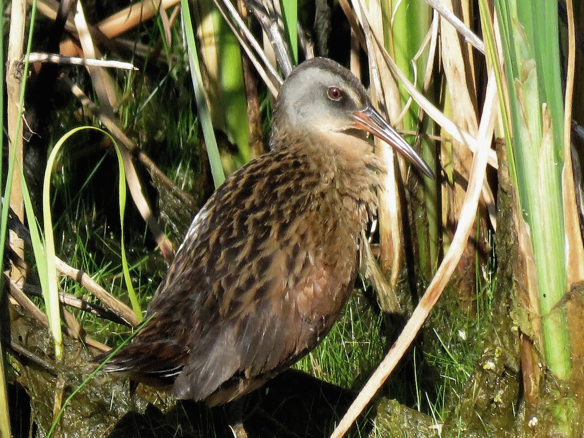 Virginia Rail - ML627724603