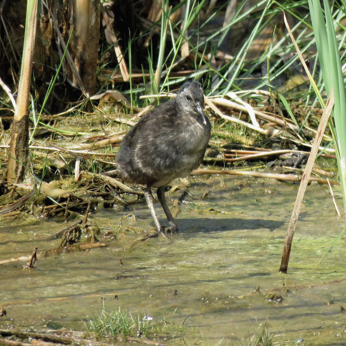 Virginia Rail - ML627724638