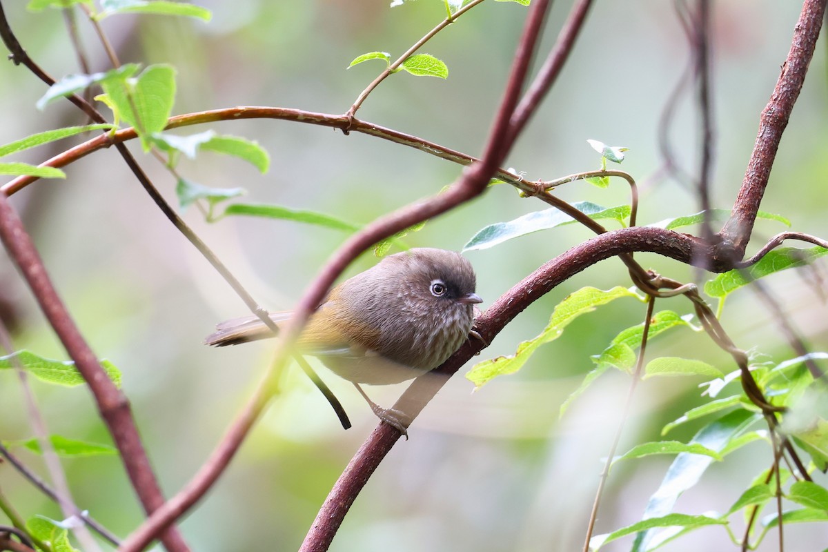 Taiwan Fulvetta - ML627724661
