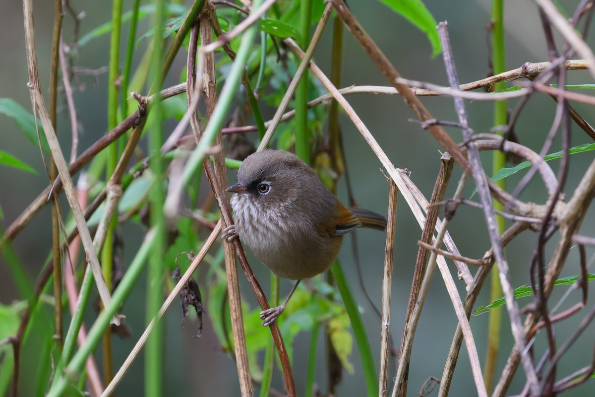 Taiwan Fulvetta - ML627724663