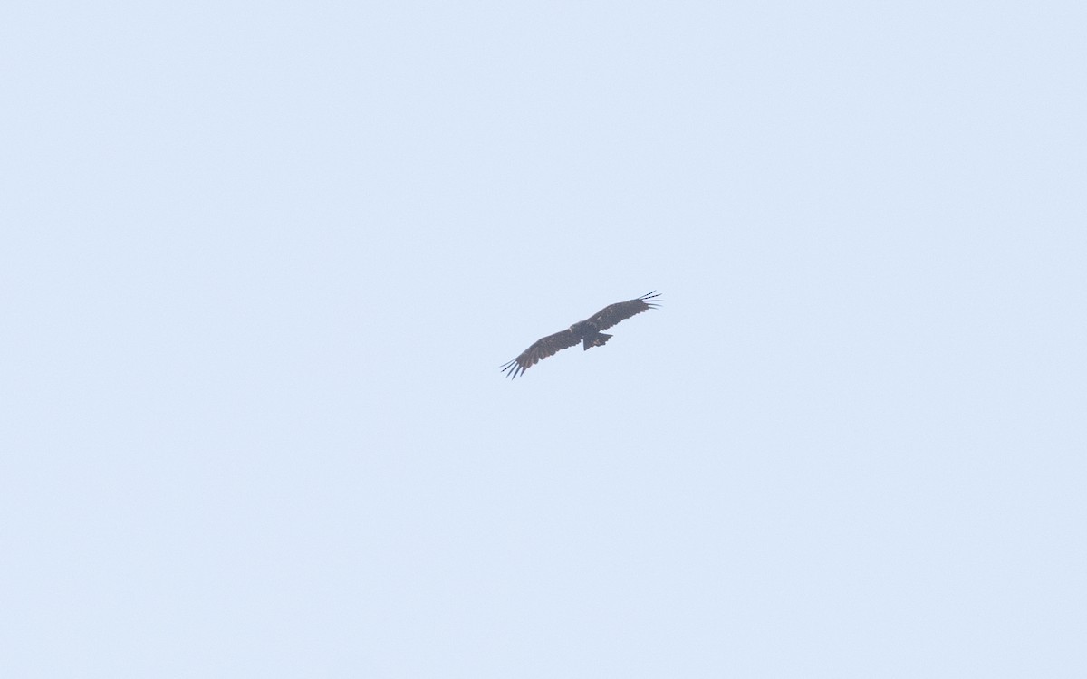 Steppe Eagle - ML627724772