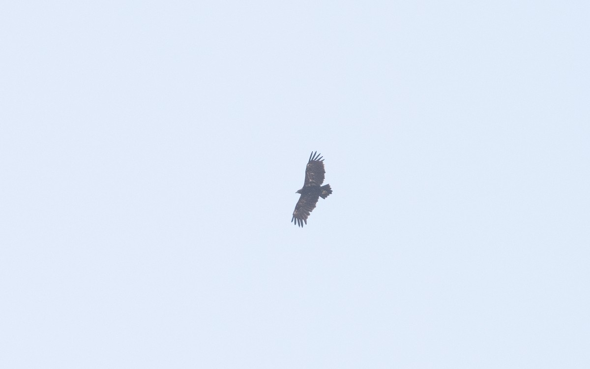 Steppe Eagle - ML627724773