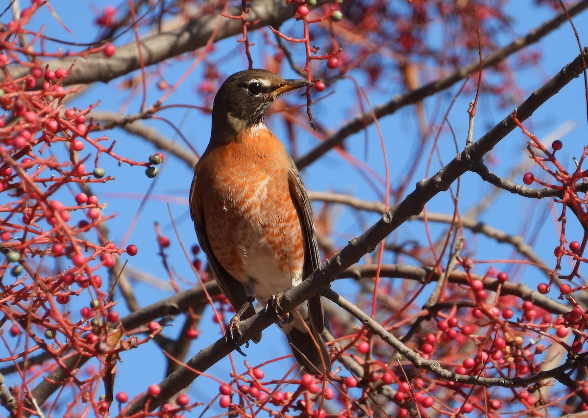 American Robin - ML627724797