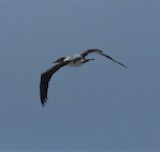 Nazca Booby - ML627725022