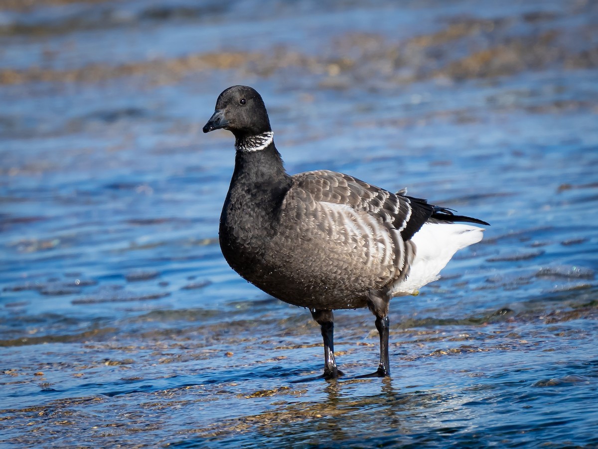 Brant - ML627725223