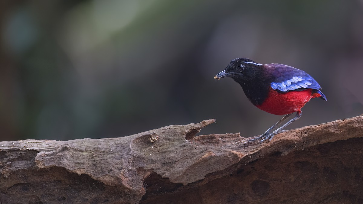 Black-crowned Pitta - ML627725378