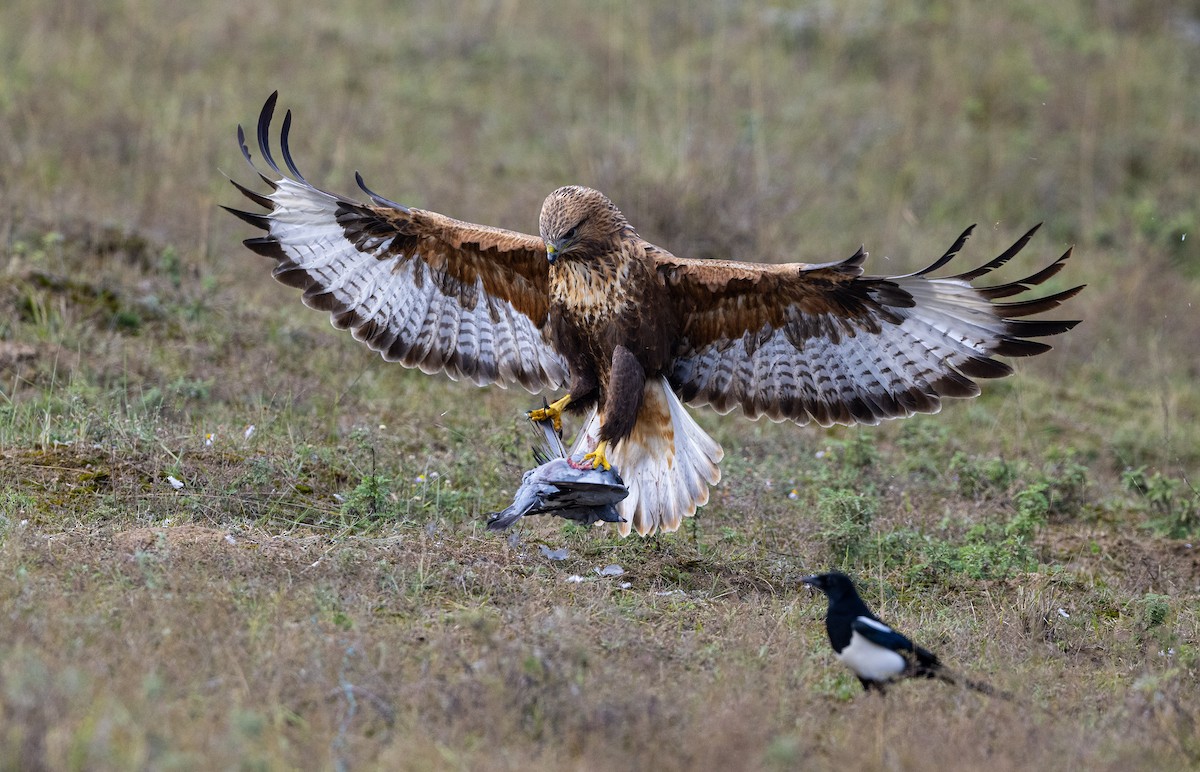 Upland Buzzard - ML627725407