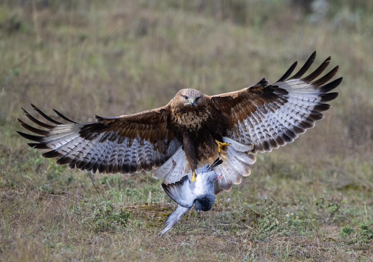 Upland Buzzard - ML627725408