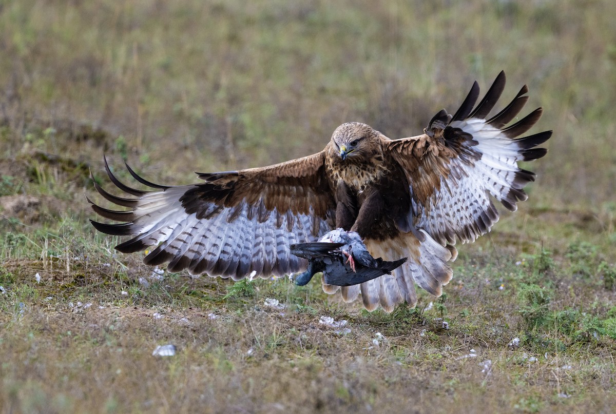 Upland Buzzard - ML627725409