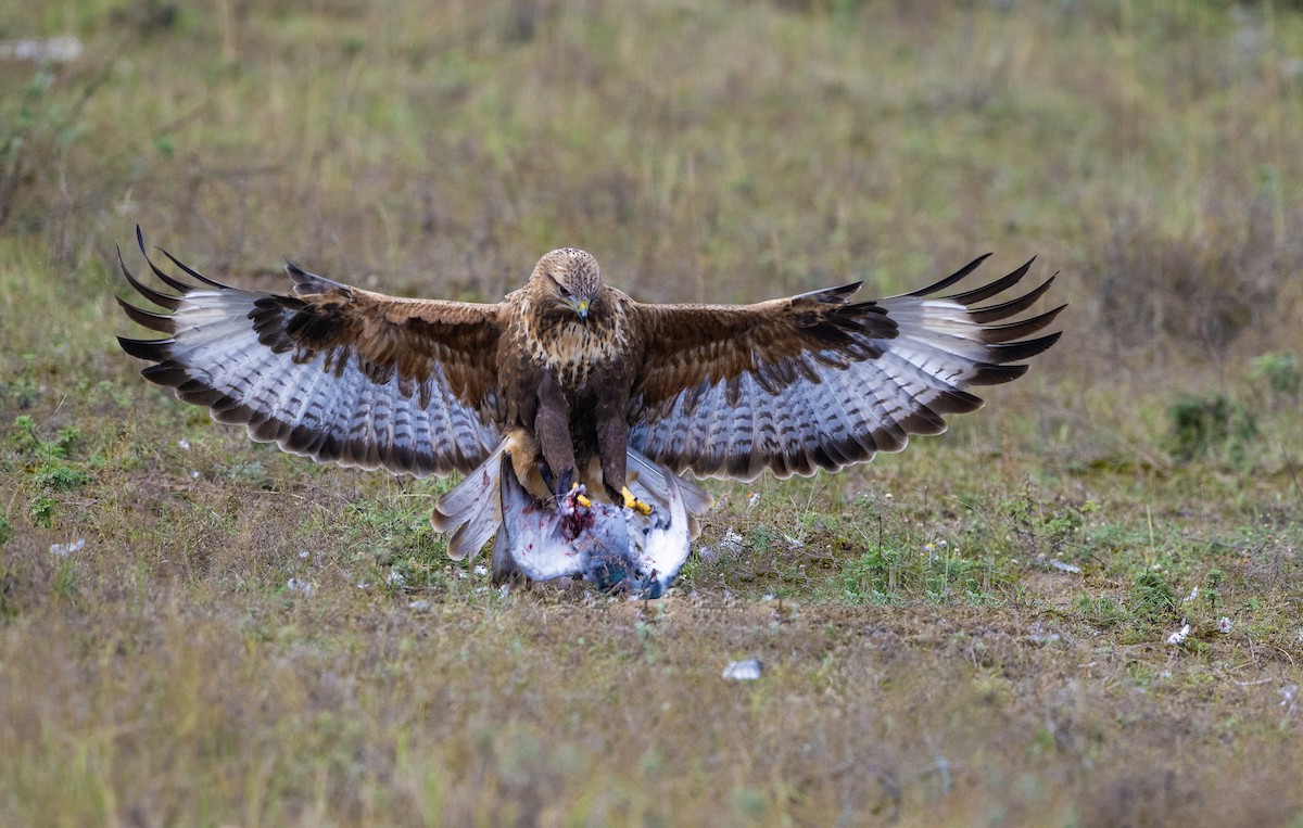 Upland Buzzard - ML627725410