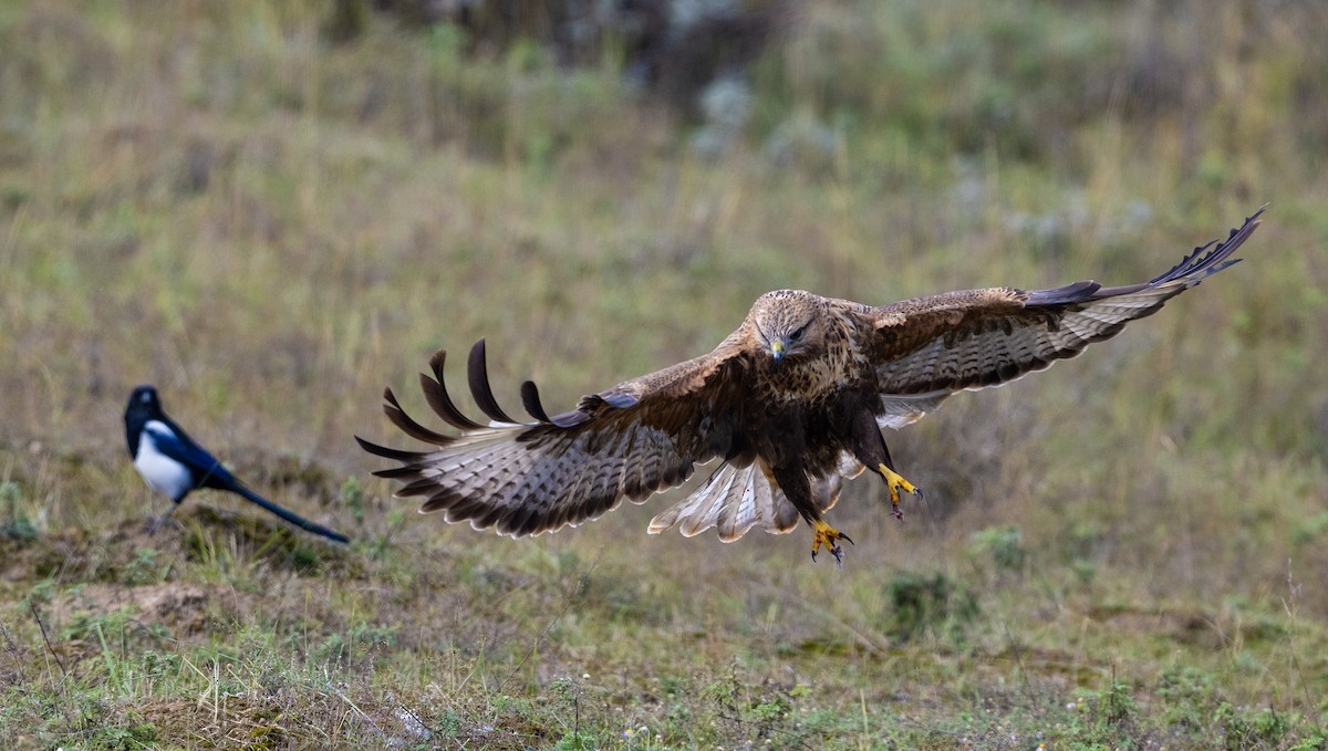 Upland Buzzard - ML627725411