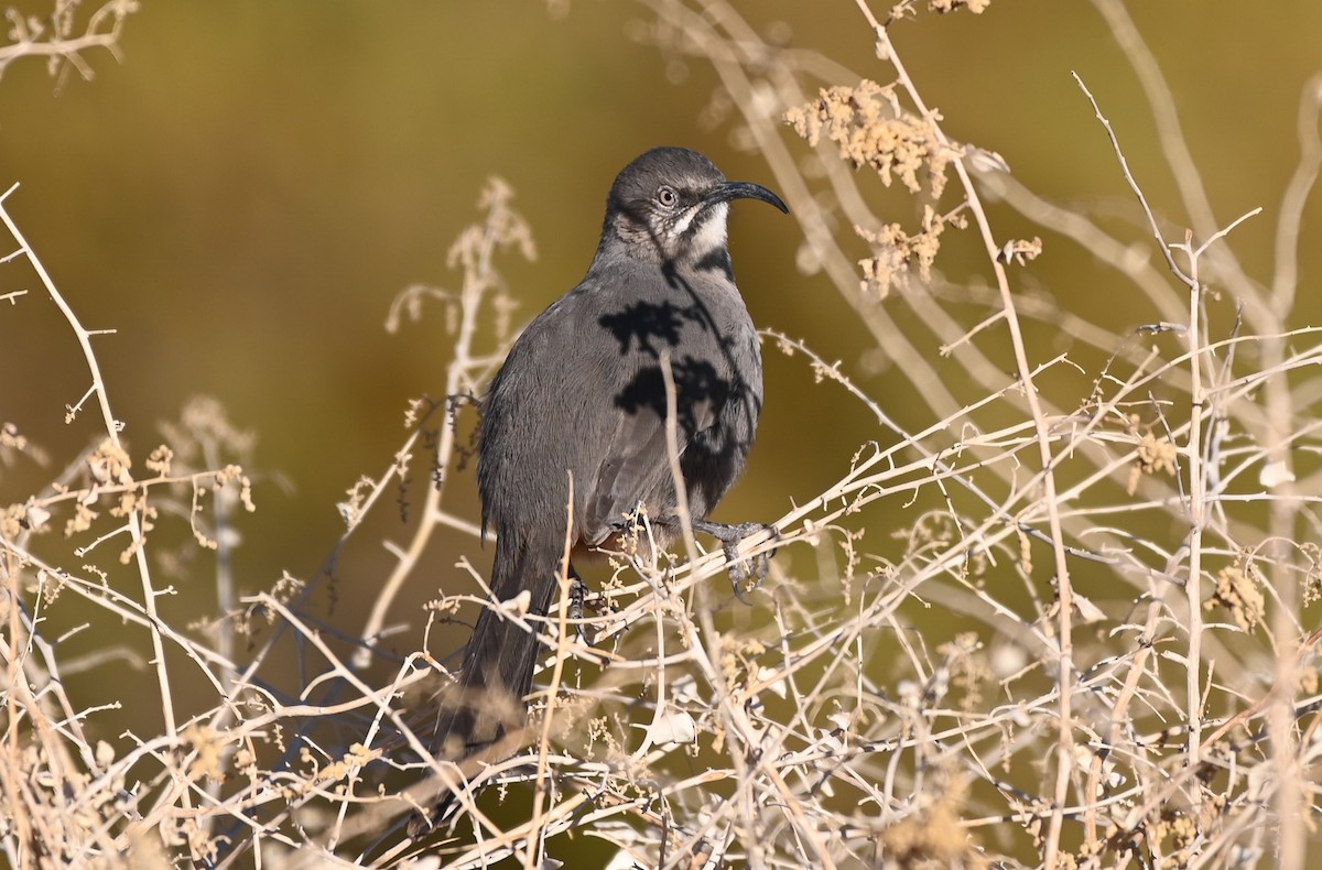 Crissal Thrasher - ML627725412