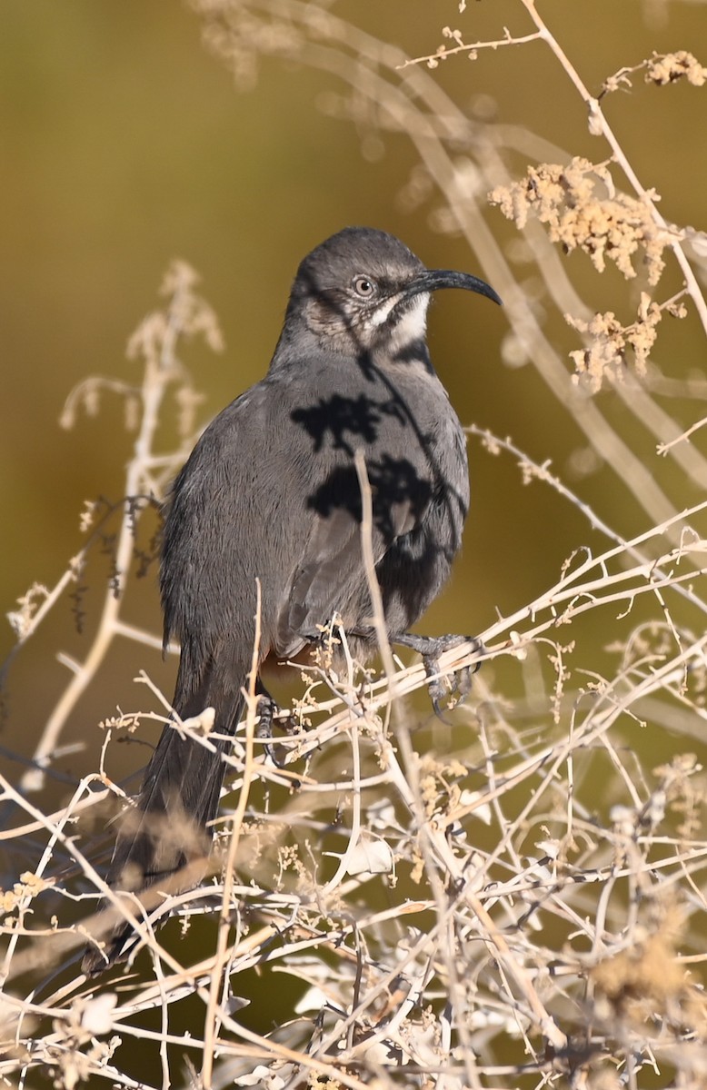 Crissal Thrasher - ML627725413