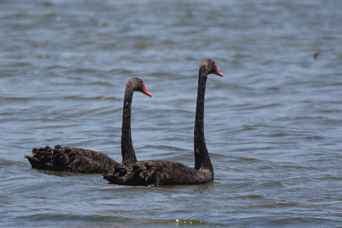 Black Swan - ML627725549