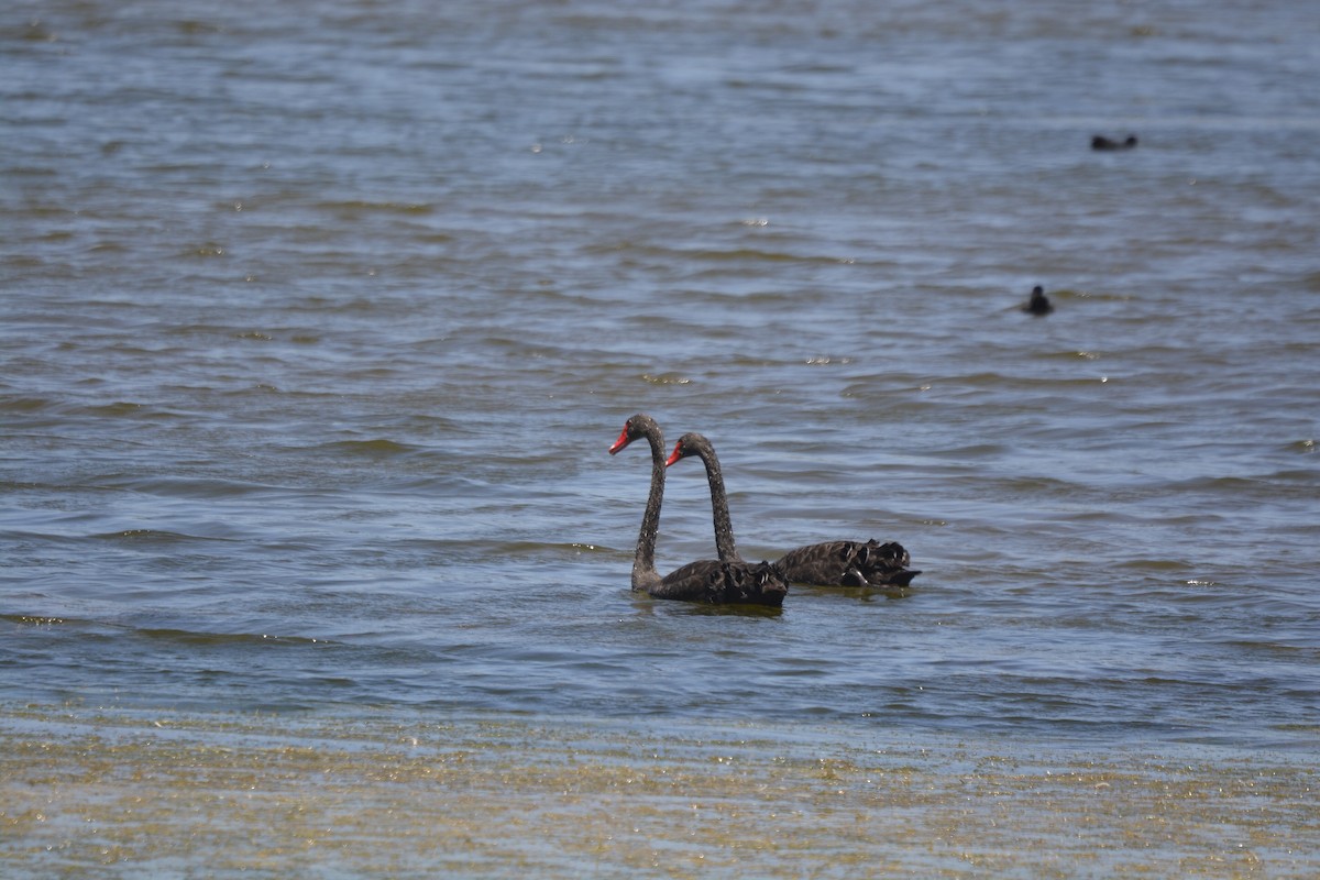 Black Swan - ML627725550