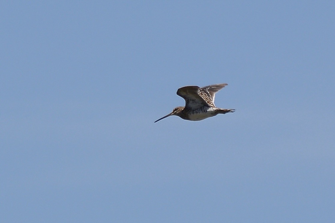 African Snipe - ML627725561