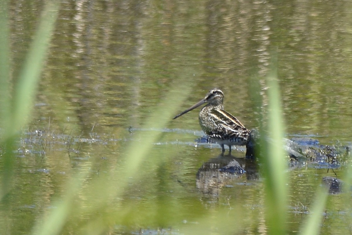 African Snipe - ML627725562