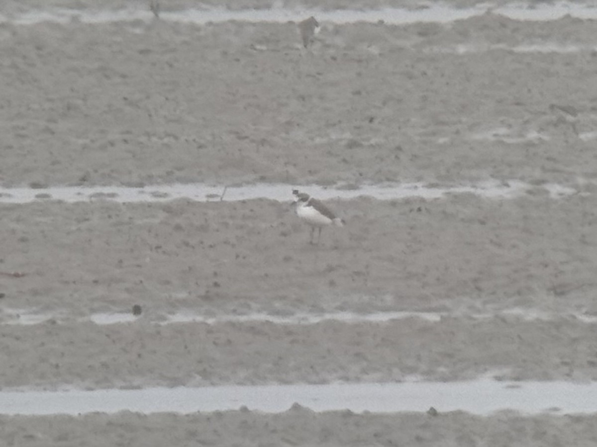 Kentish Plover (Kentish) - ML627725699