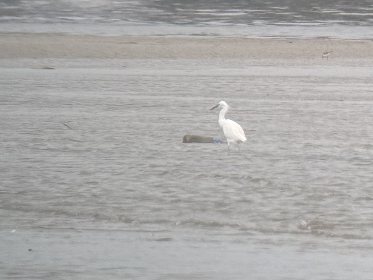 Chinese Egret - ML627725737