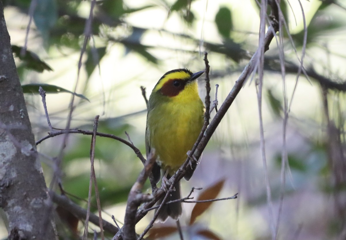 Golden-browed Warbler - ML627726051