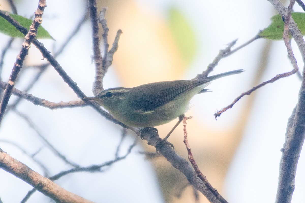 Green Warbler - ML627726117