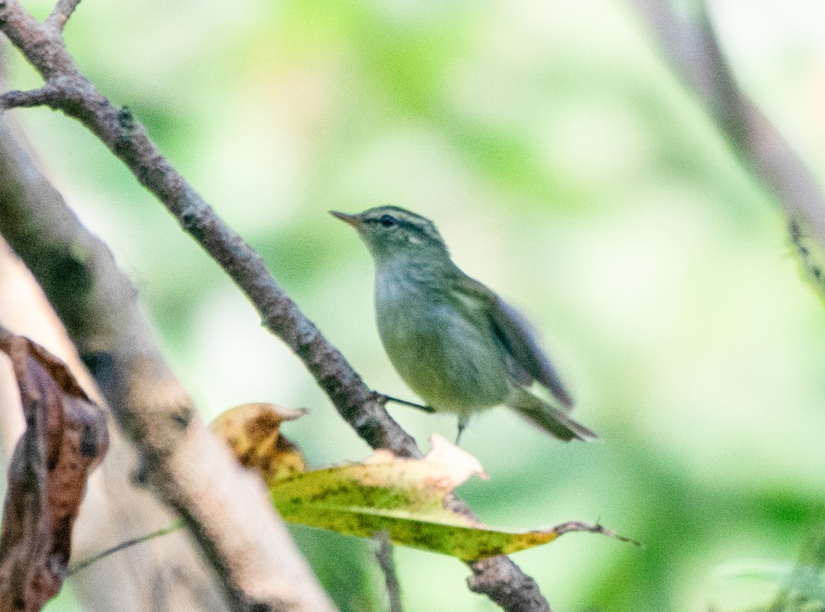 Green Warbler - ML627726118