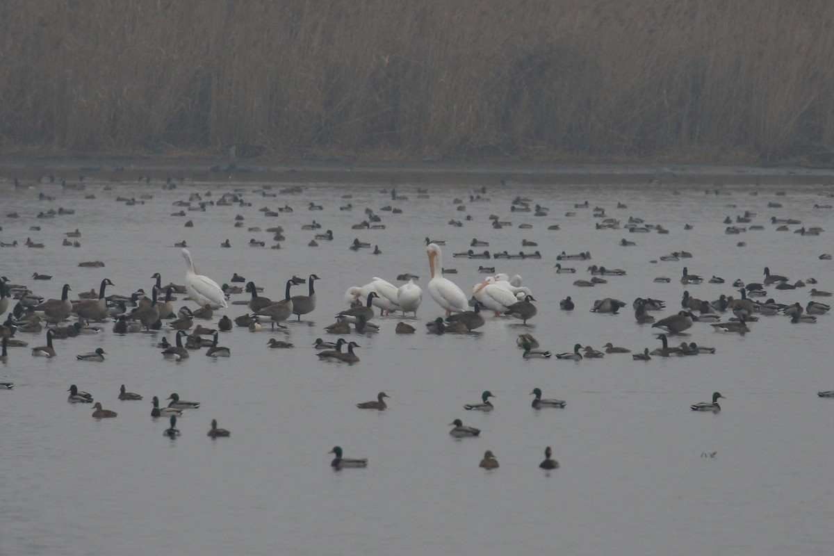 American White Pelican - ML627726224