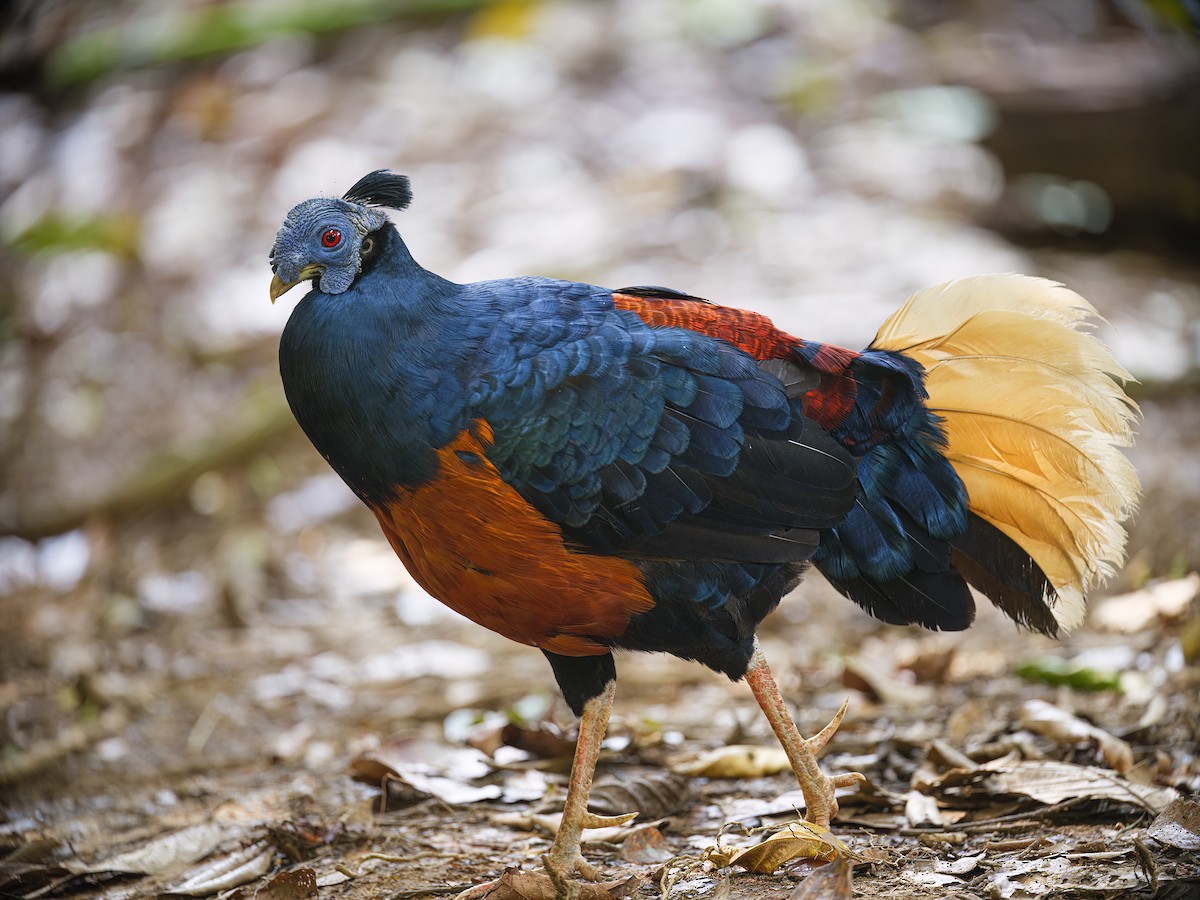 Bornean Crested Fireback - ML627726253