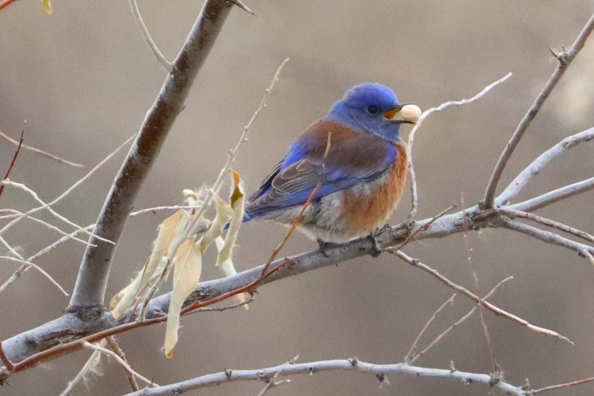 Western Bluebird - ML627726268