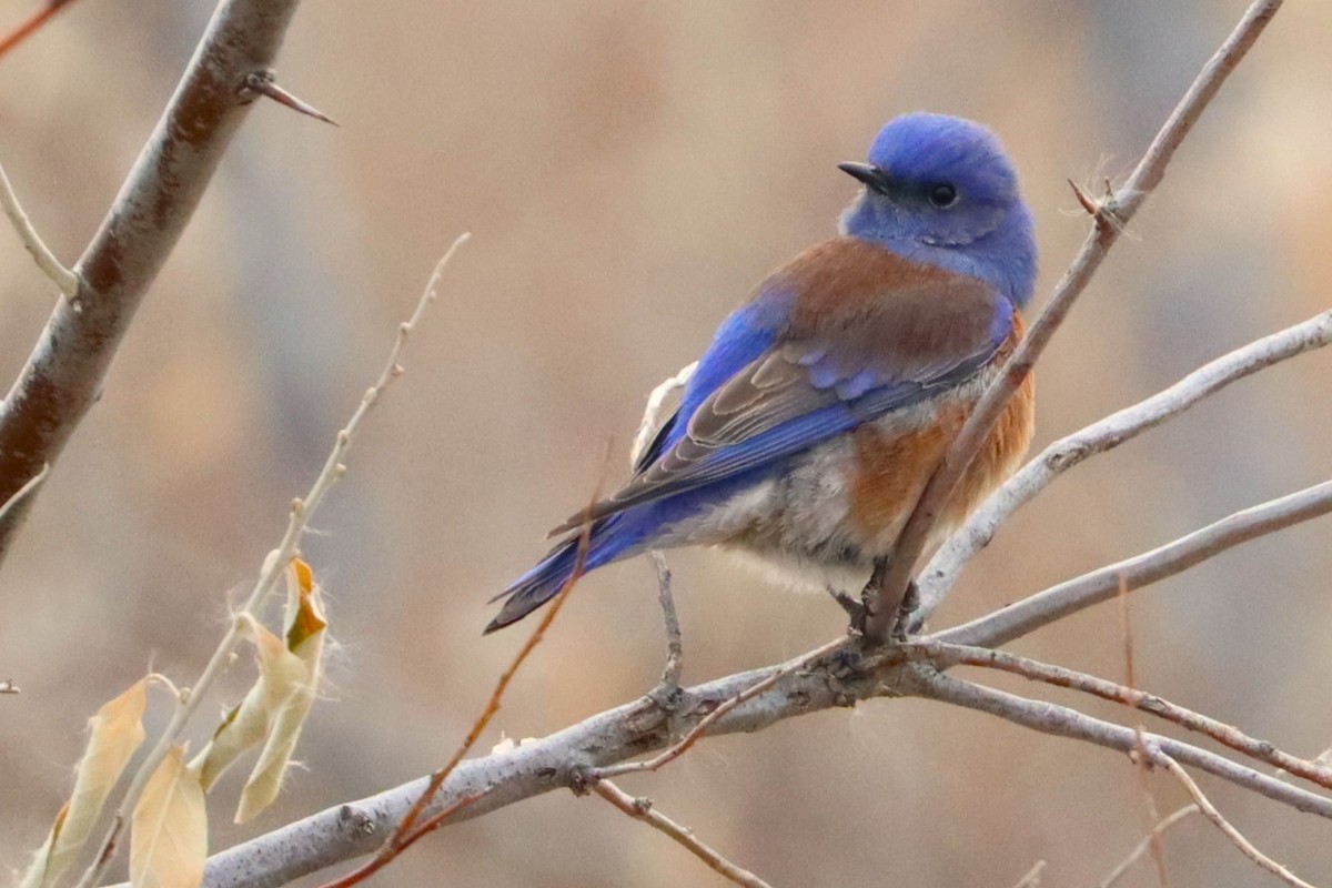 Western Bluebird - ML627726274