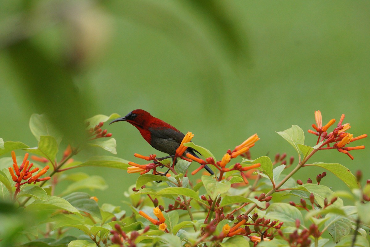 Crimson Sunbird - ML627726292