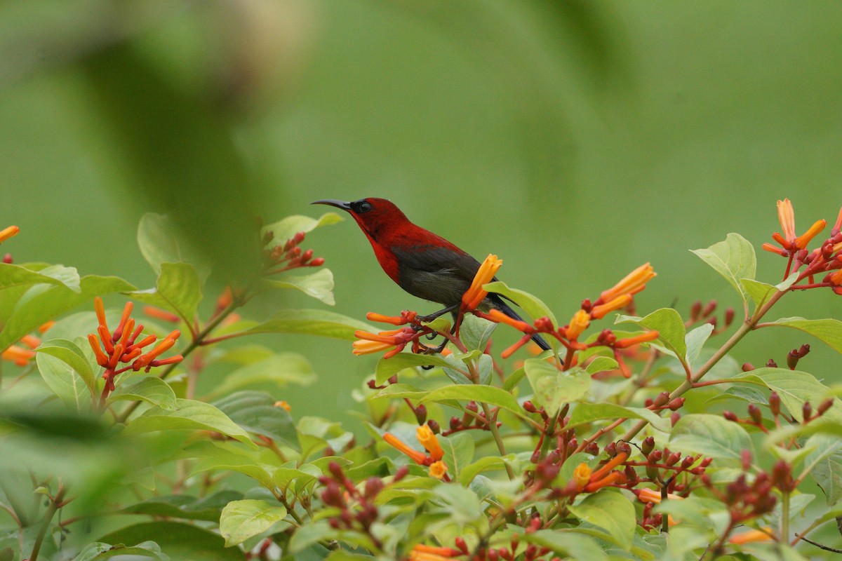 Crimson Sunbird - ML627726293