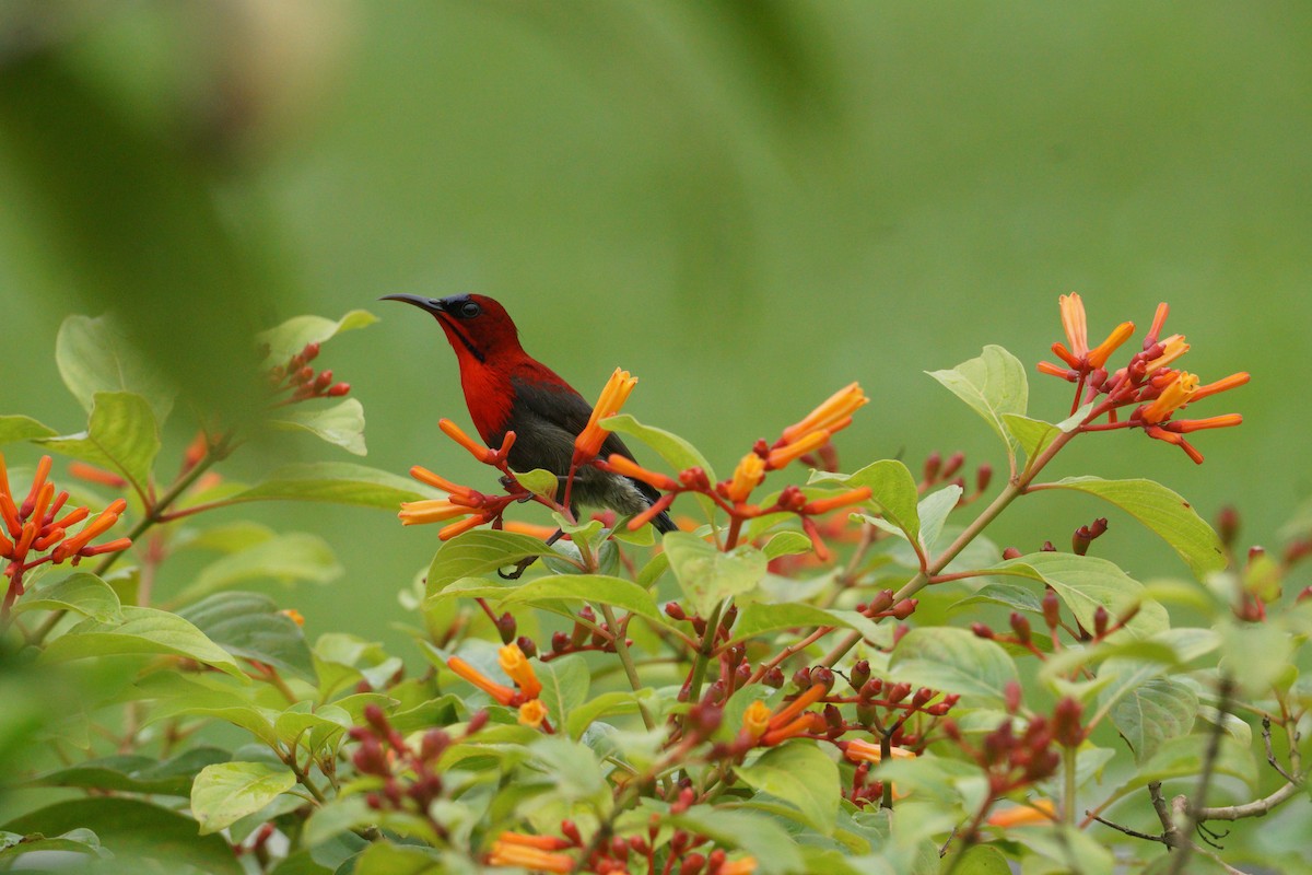 Crimson Sunbird - ML627726294