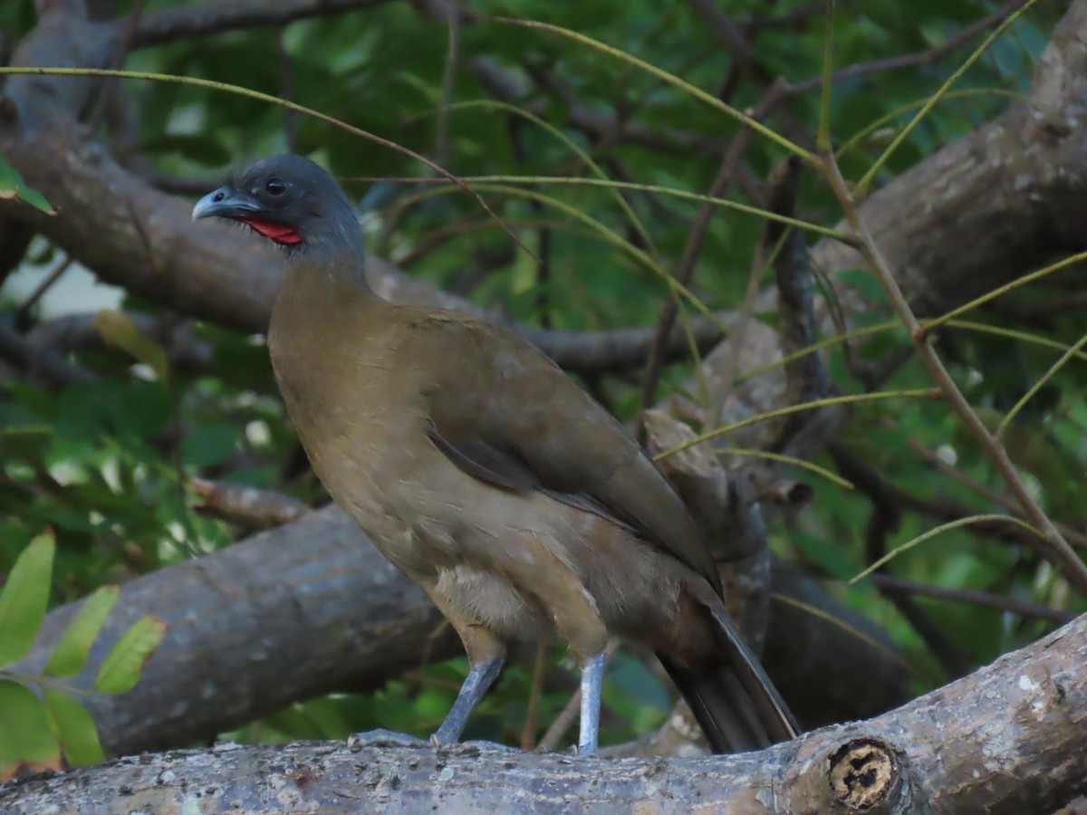 Chachalaca Culirroja - ML627726354