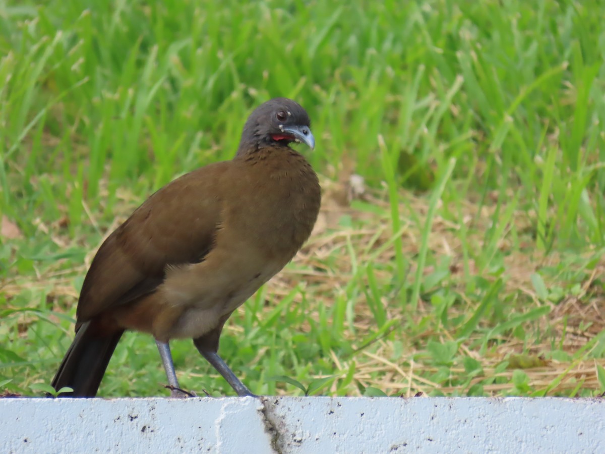 Chachalaca Culirroja - ML627726356